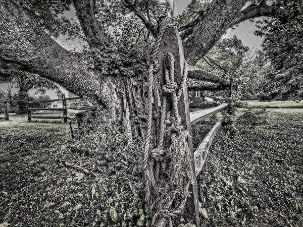 Old Fields Old Tree