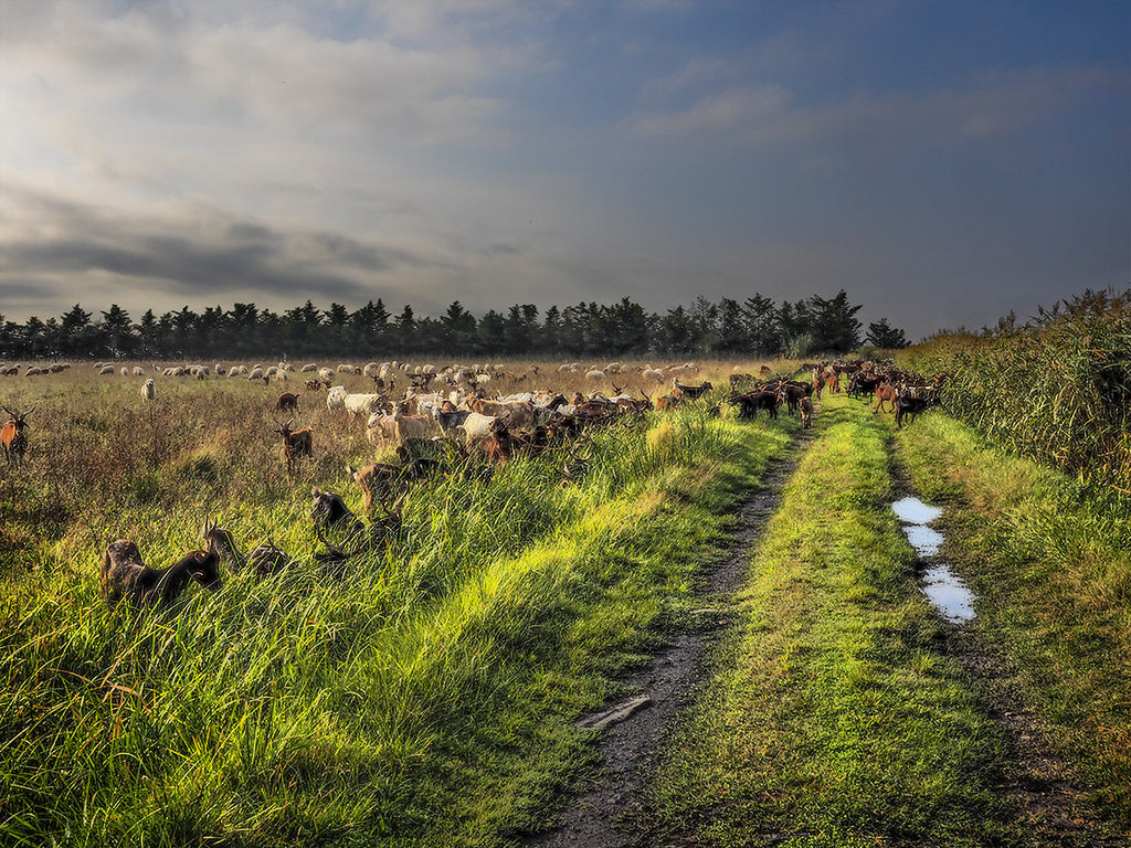 Grazing in Provence