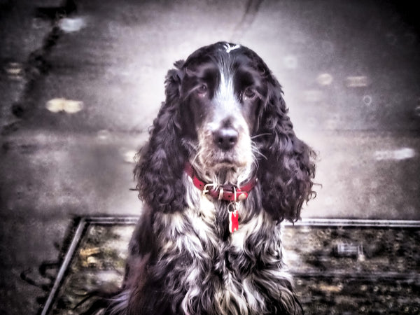 Red Collar