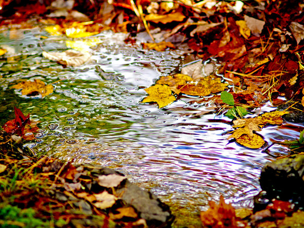 Fall Brook