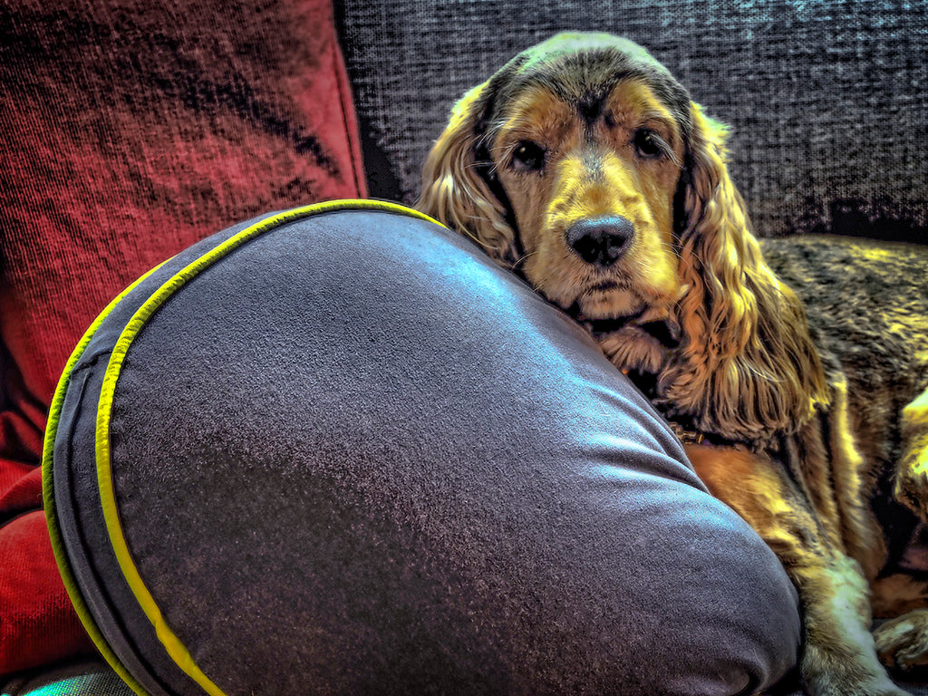 Jaxx With Grey Pillow