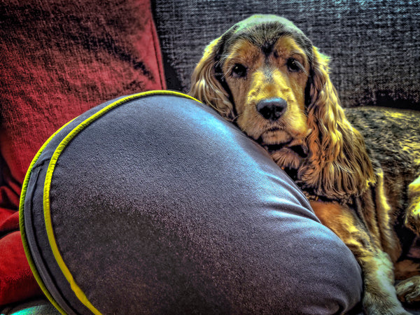 Jaxx With Grey Pillow