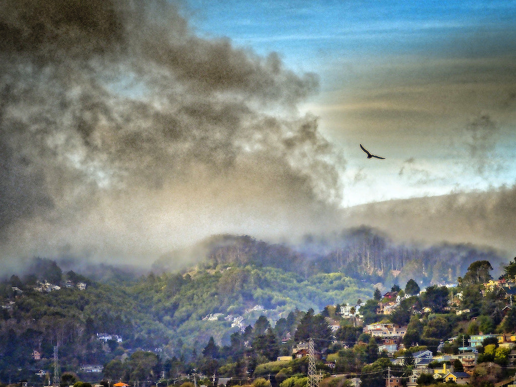 Morning Fog