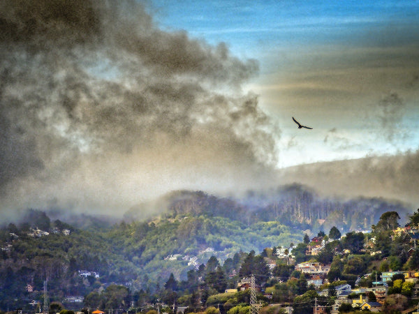 Morning Fog