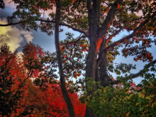 Fall Foliage