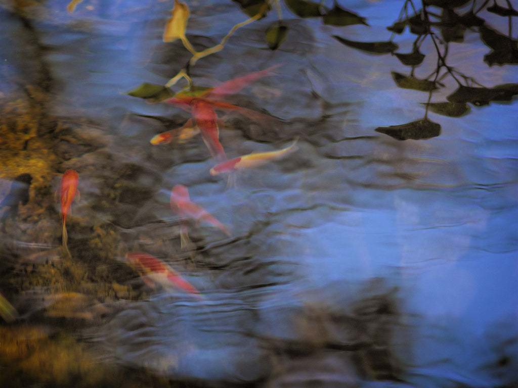 Pond Fish