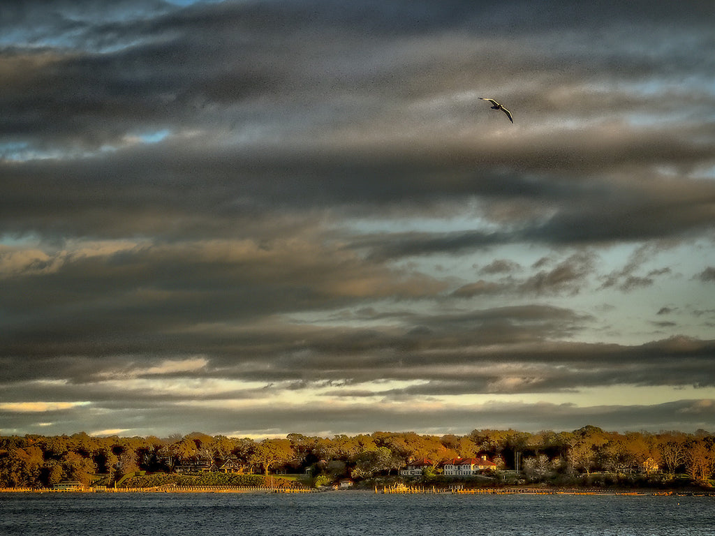 Lone Seagull