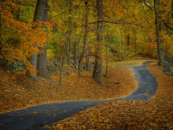 Path And Foliage