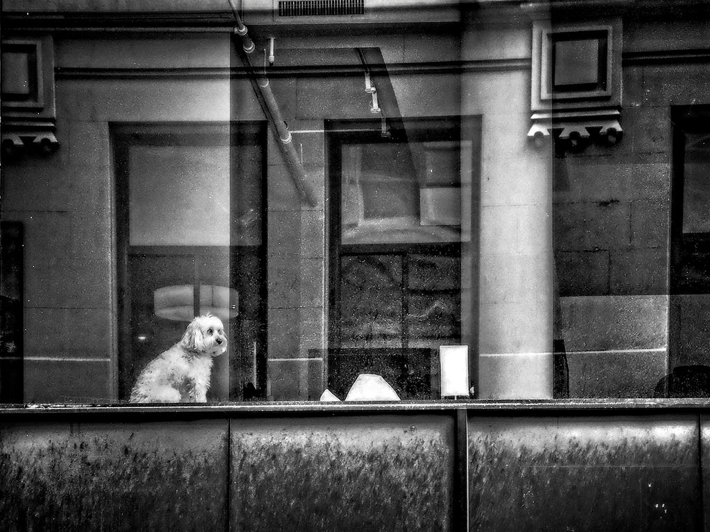 Dog In Window