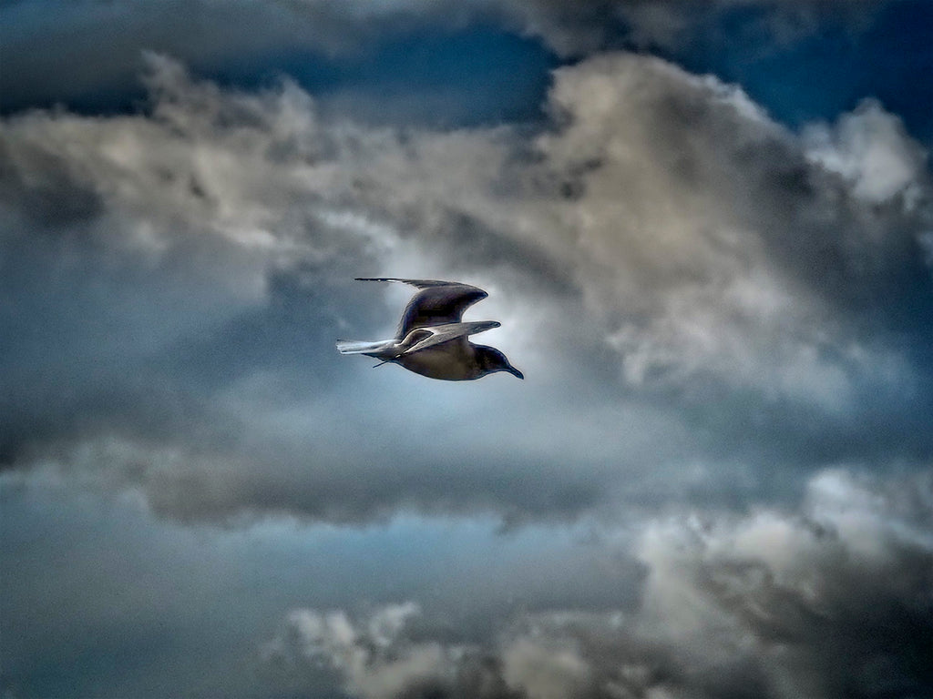 Flying Silver Gull