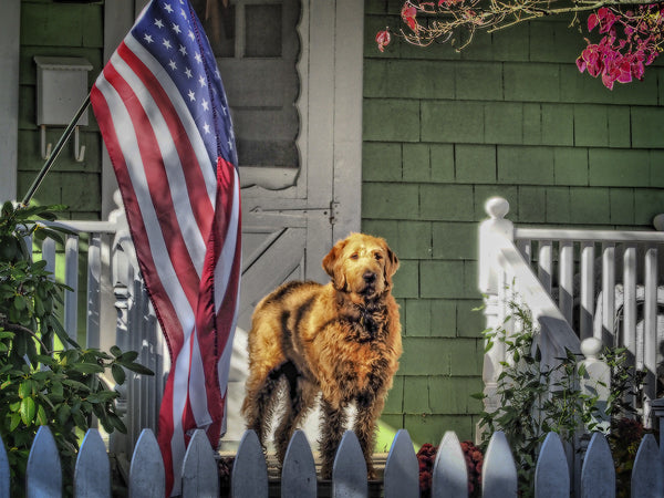 Pooch On Porch