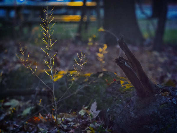 Bare Bush