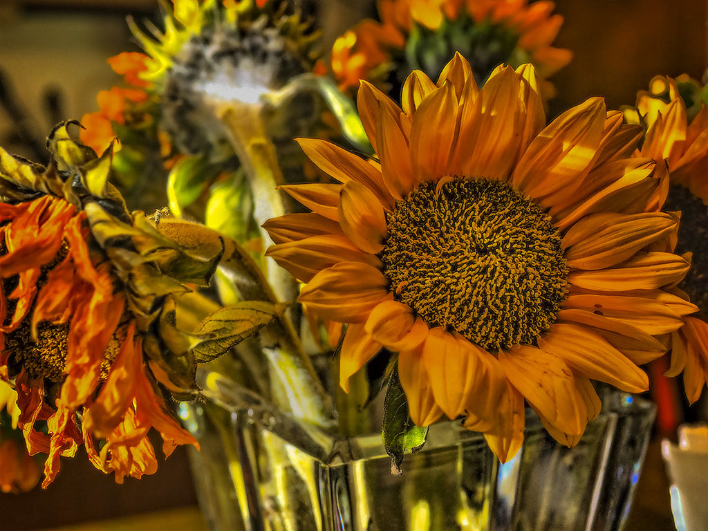 Sun Flowers In Vase