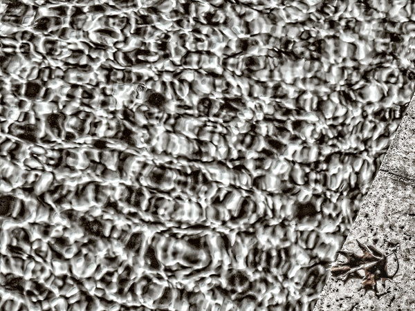 Leaf On Edge Of Pool